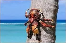 Le crabe cocotier fait partie de l'ordre des arthropodes qui regroupe aussi les diffrentes espces de scorpions.