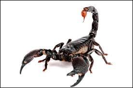 Comme les araignes et les acariens, les scorpions font partie de la famille des arachides.
