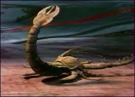 Au Palozoque, les anctres des scorpions actuels mesuraient plus de 2 mtres de long.