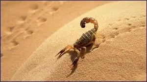 Les grandes espces de scorpions vivent plus longtemps, mais jusqu' quel ge ?