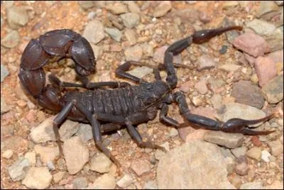 Ce scorpion n'est pas trs agressif mais sa piqre peut-elle tuer un homme ?