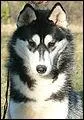 Quelle origine a le Husky Sibérien ?
