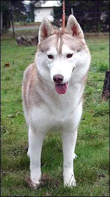 Quelle est la taille moyenne d'un Husky Sibrien mle ?