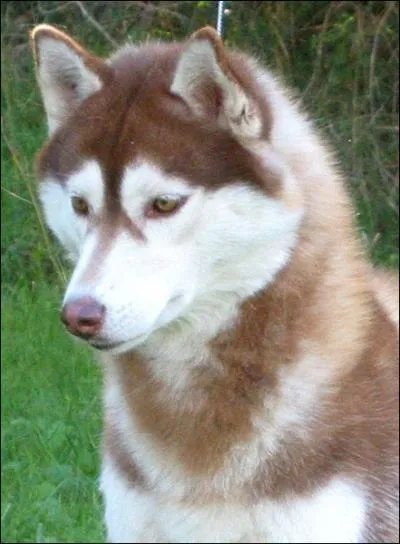 En moyenne, combien de Kg, un Husky Sibrien femelle pse-t-il ?