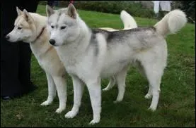 Combien de fois par jour les Huskys muent-ils ?