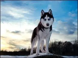 Quelle forme de visage les Huskys sibrien ont-ils ?