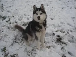 Pour quelles tches les Huskys sont-ils requis ?