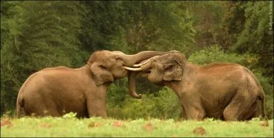 En dehors du crne et des oreilles, quel autre critre vous permettra de diffrencier un lphant d'Asie (photo) d'un lphant d'Afrique ?