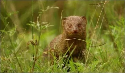 Cet animal, rput tueur de serpents, porte un nom qui est galement le nom ...
