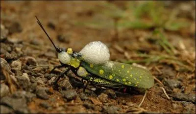 Ne vous fiez pas entirement  la photo pour trouver de quel animal, la bave n'atteint pas la blanche colombe !