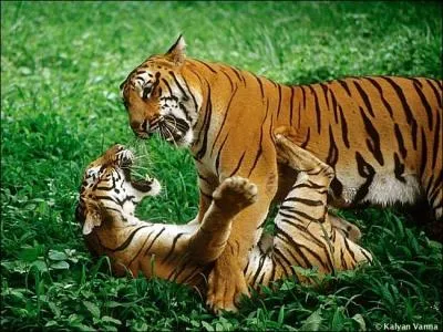 Si l'on vous compare  cet animal, que peut-on dire de vous ?