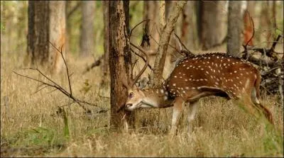 Doc Gynco a toujours l'air un peu amorphe, il n'empche que l'une de ses chansons s'intitule ...