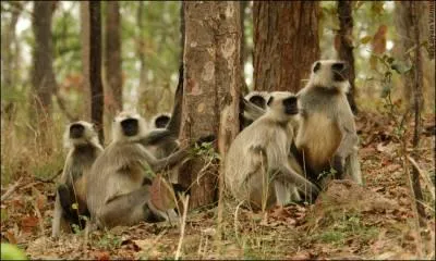 Dans laquelle de ces trois régions du monde pouvez-vous voir un singe langur ?