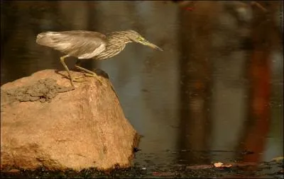 Dans laquelle de ces trois fables peut-on lire  Un jour, sur ses longs pieds, allait je ne sais o / Le hron au long bec, emmanch d'un long cou  ?