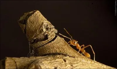 Je vous prsente un animal que vous tes certain de connatre, cliquez sur l'image pour l'agrandir !