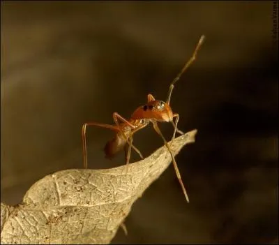Comme vous le savez, j'ai horreur de poser des piges, nanmoins et exceptionnellement, je vais faire un effort avec ce mme animal, vu sous un angle diffrent !