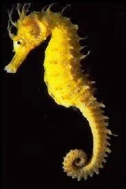 Quel est cet animal ?