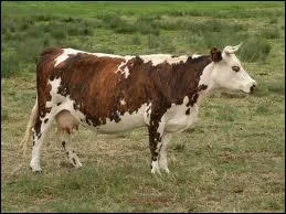 Quel est cet animal ?