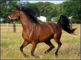 Quel concours a-t-elle gagn en 2011 ?