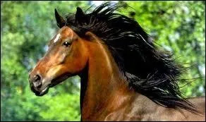 Quel cheval ne fait pas partie de son piquet ?