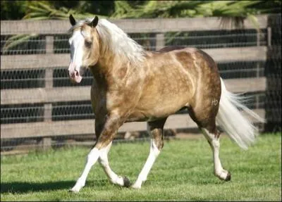 Qui est ce bel talon de western ?