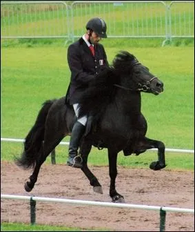 A quelle allure va cet islandais ?