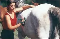 Doit-on gronder un cheval qui bouge quand on lui touche les flancs ?