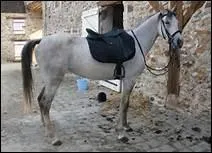 Que faire quand un cheval fait mine de mordre au moment o on le sangle ?