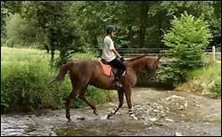 En balade, doit-on laisser un cheval refuser de mettre le pied dans une flaque ?