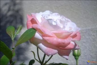 Petite dicte quotidienne pour les fidles.  Non (... ) la rose nouvelle se dtourne de moi, Mais (... ), dans ce dsert, l'pine arrache mes vtements .