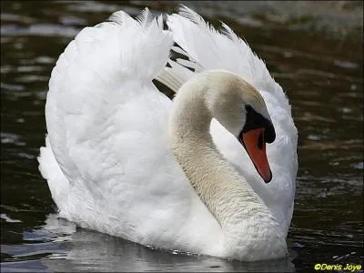 Peut-on dire que le cygne tubercul tient son nom de la bosse qu'il arbore sur le bec ?