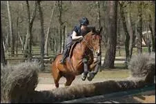 Quelles sont les protections du cheval lors des preuves de CCE ?