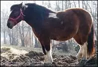 Il dort plusieurs fois par vingt-quatre heures, aussi bien le jour que la nuit, pendant des priodes de trente  quarante minutes.