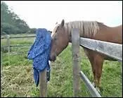 Il parvient  dormir debout en appui sur trois jambes, un postrieur lgrement flchi, les paupires  demi fermes.