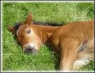 Il dort mieux s'il est en confiance. Une curie bruyante ou mal tenue, la prsence d'un voisin qu'il n'apprcie pas nuisent  son sommeil.