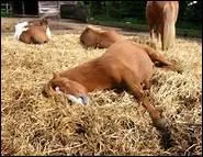 Il ne se couche que s'il est malade. Lorsqu'on voit un cheval couch dans son box, il faut de suite s'inquiter.