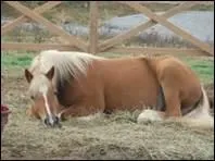 En phase de sommeil profond, le cheval rve. Parfois, il met des sons et s'agite.