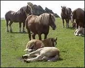 Dans la nature, les chevaux sont trs organiss. Ils dorment  tour de rle. Certains restent en veil afin de dtecter les ventuels dangers, tandis que d'autres sommeillent.