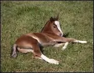 Le cheval ne ronfle pas. Il est parfaitement silencieux.