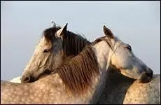 Le cheval dort plus pendant la saison chaude et adore faire la sieste.