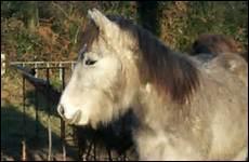 Dans la nature, les chevaux n'ont pas froid car leur robe s'paissit et les protge. Leurs poils peuvent dpasser les cinq centimtres !