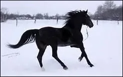 Les chevaux dtestent la neige et craignent les basses tempratures.