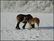 En hiver, au pr, les chevaux grattent parfois la neige avec leurs antrieurs pour trouver un peu d'herbe mais celle-ci ne suffit pas  les nourrir.