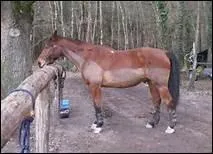 En hiver, on tond les chevaux qui travaillent pour leur viter de transpirer et pour qu'ils schent plus vite aprs un effort.
