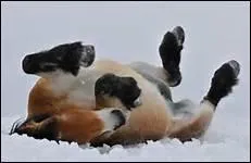 Aprs une sance de travail, certains chevaux aiment se rouler pour se scher.