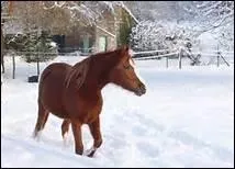 Mme l'hiver, les chevaux aiment sortir. Ils ont besoin de voir la lumire pour garder un bon moral.