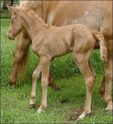 Quelle est la robe de ce cheval ?