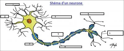  quoi correspondent sur ce schma les numros 1 et 2 ?