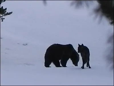 Au parc de Yellowstone, ils sont des ennemis mortels, pourtant il peut arriver que l'incroyable se produise !