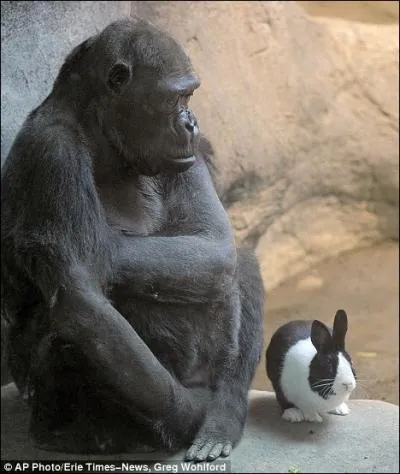 Quel verbe vous inspire le plus petit des deux animaux, vous avez le temps pour rpondre ?